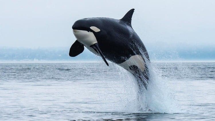 Formation Orcaflex pour débutants/étudiants/Ingénieurs