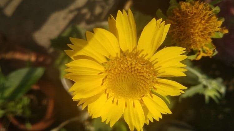 Unlock the Secrets of Polynomials: Command On Algebra inside