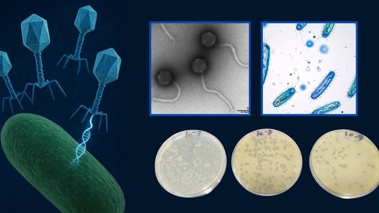 Bacteriophage Therapy Unleashed: From Theory to Lab Practice