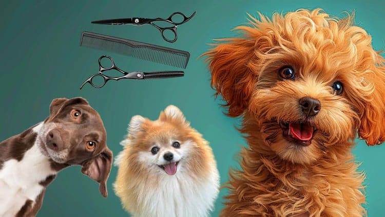 Pet Business with Dog Grooming  for Aspiring Petpreneurs