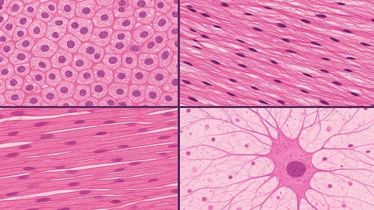 Mastering Histology: Microscopic Anatomy Made easy